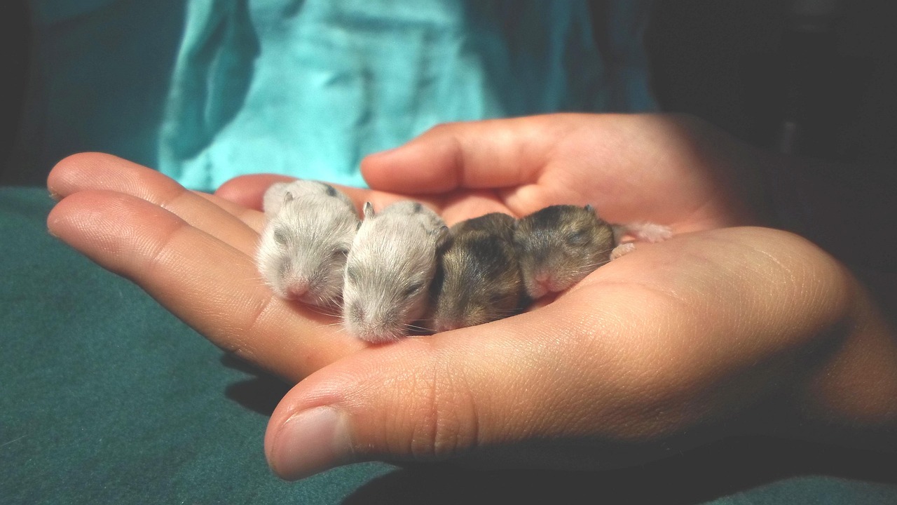 Veterinary care for a hamster