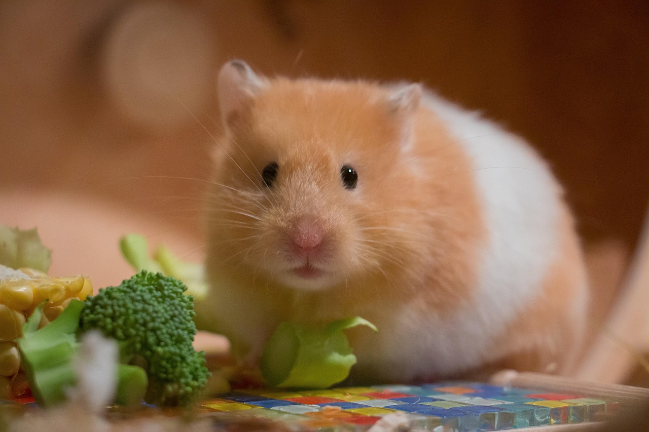 Veterinary care for a hamster