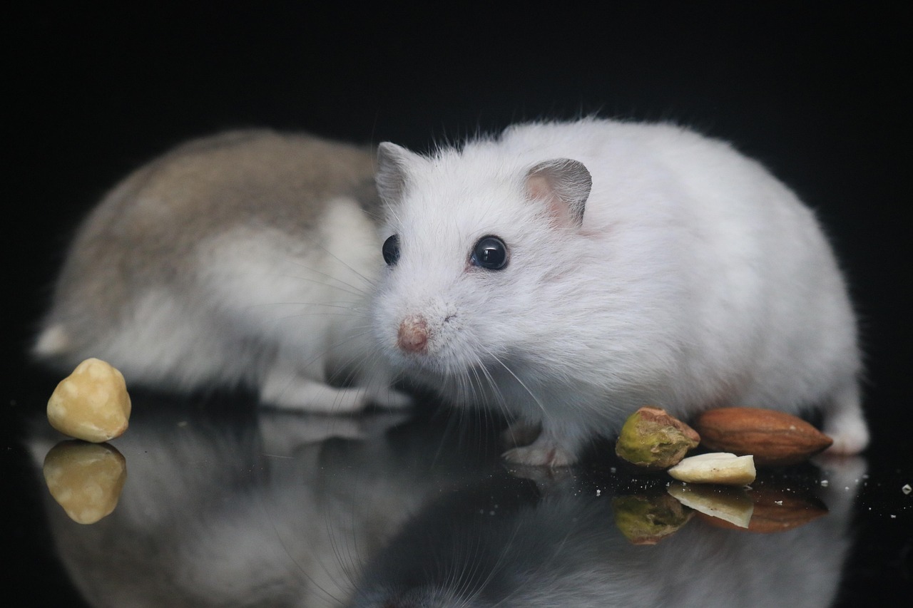 Veterinarian examining a hamster during a checkup