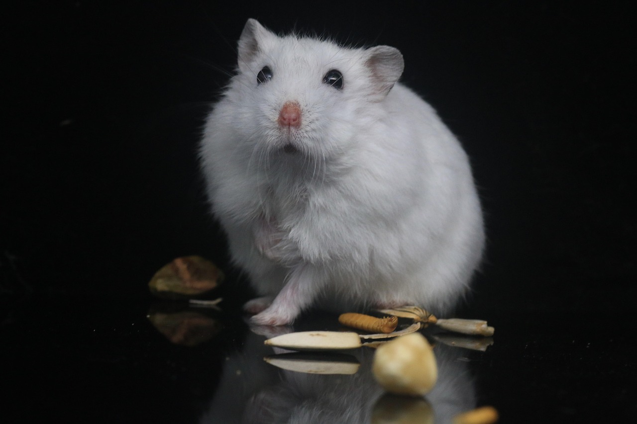 Veterinarian examining a hamster during a checkup