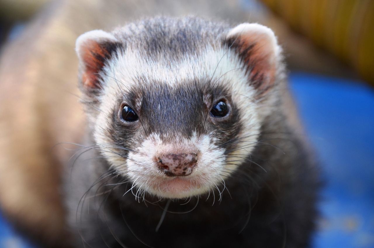 Veterinarian examining a ferret during a checkup