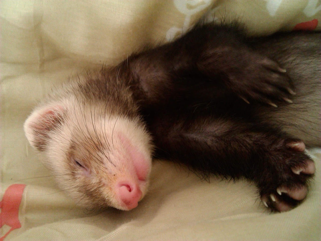 A ferret undergoing diagnostic blood testing at a veterinary clinic