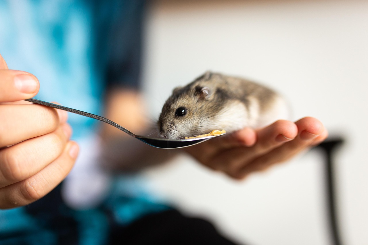 Healthcare and wellness consultation for a hamster