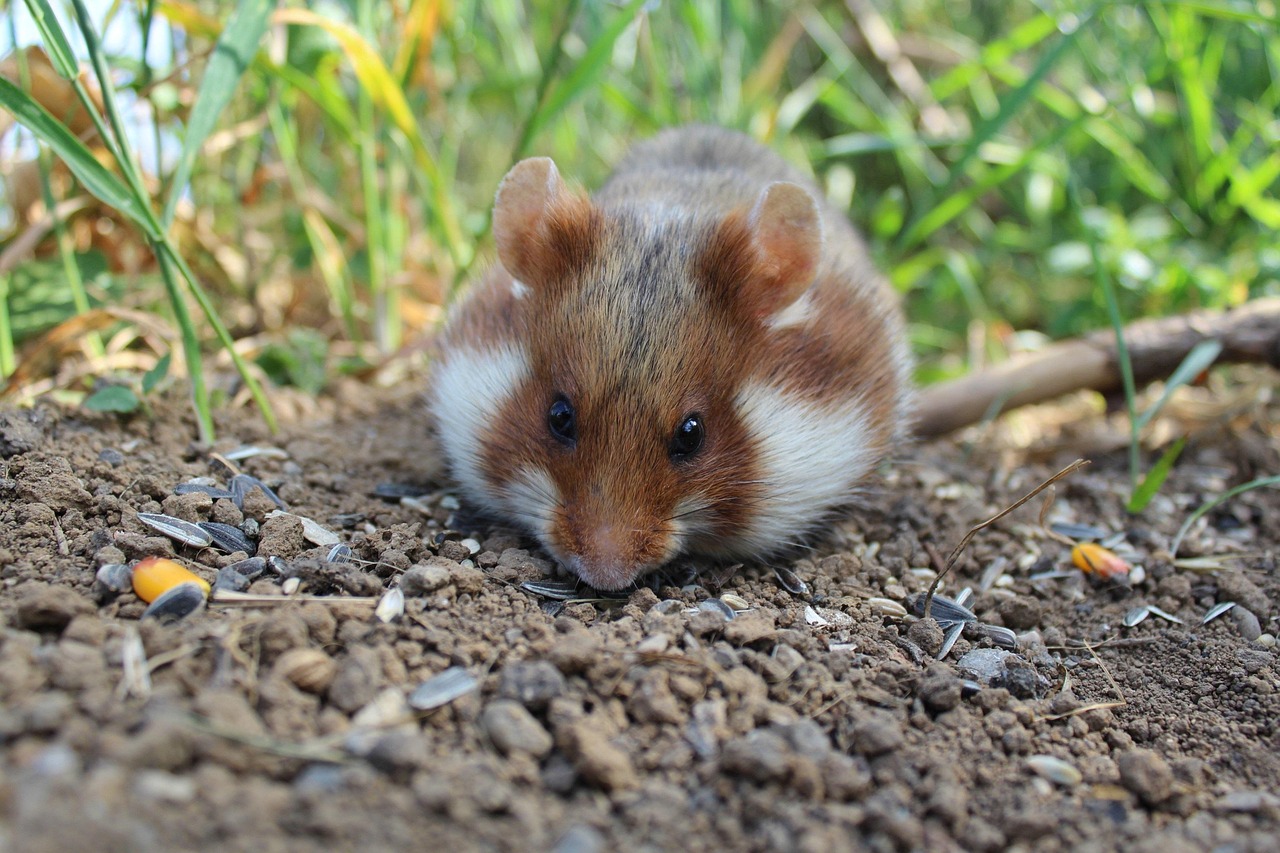 Veterinarian examining a hamster during a checkup