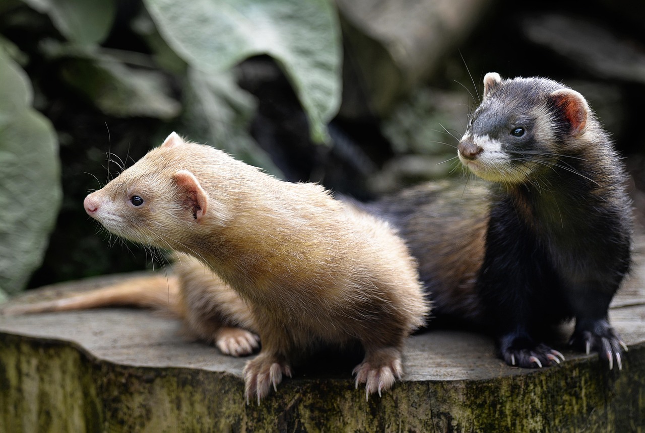 Veterinarian examining a ferret during a checkup