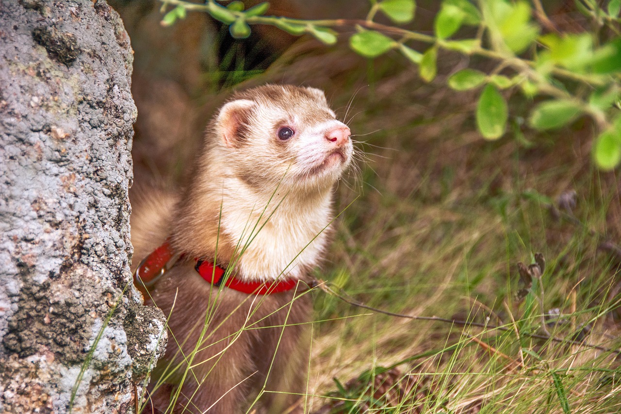 Veterinarian examining a ferret during a checkup