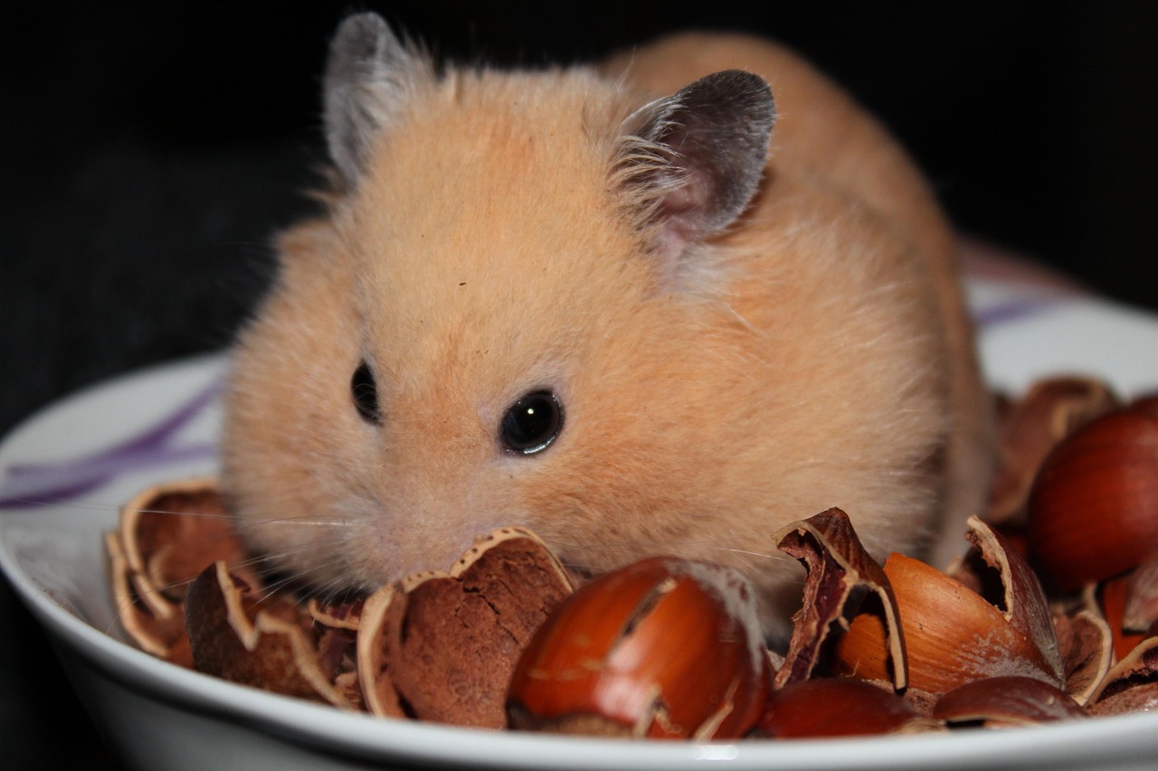 Veterinary care for a hamster