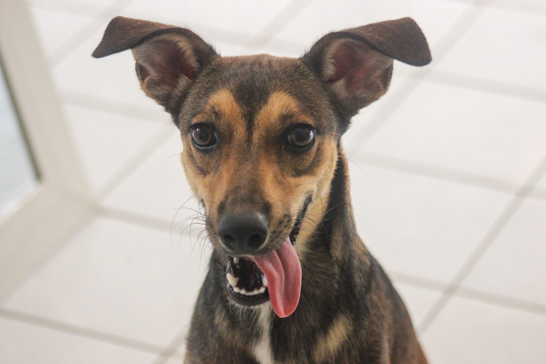 Veterinarian examining a dog during a checkup