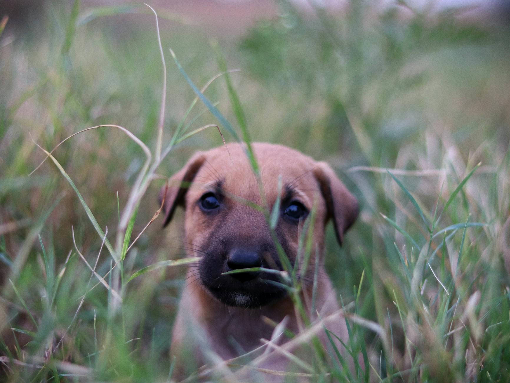 Portrait of a dog at a veterinary clinic