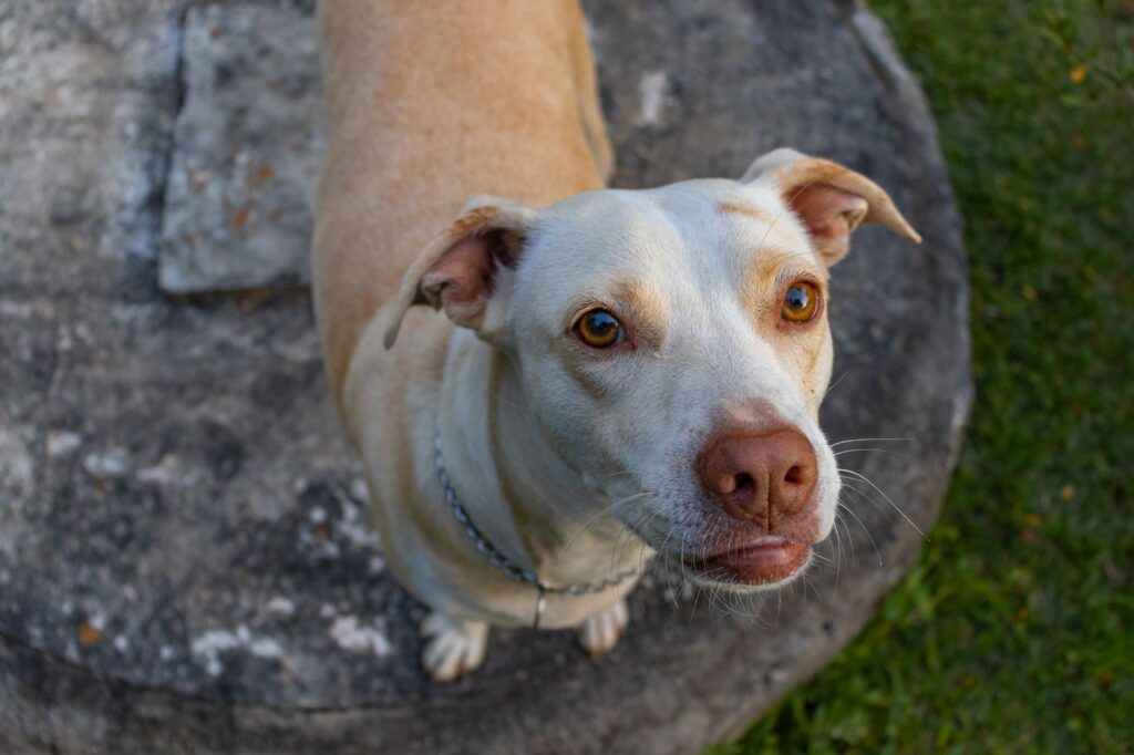 dog veterinary