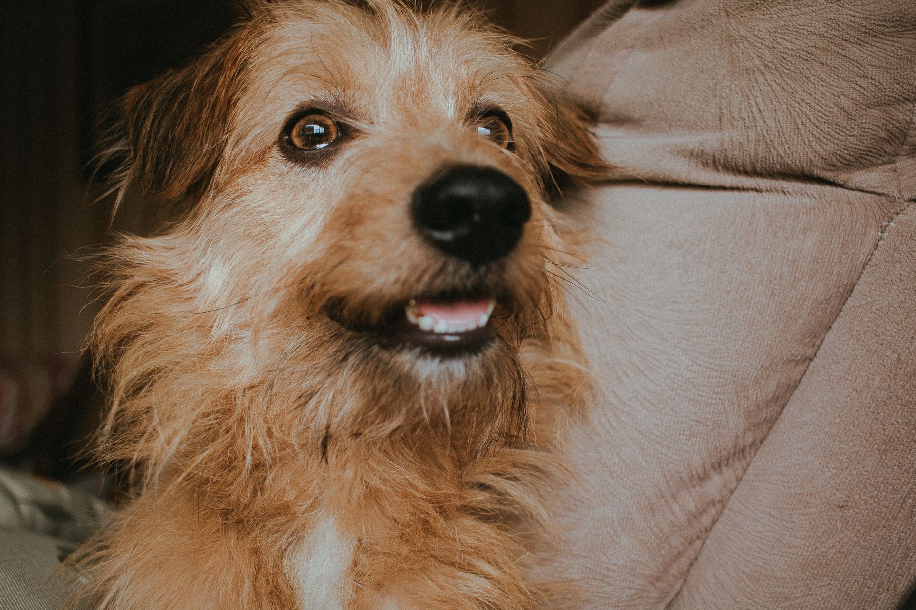 Portrait of a pet at a veterinary clinic