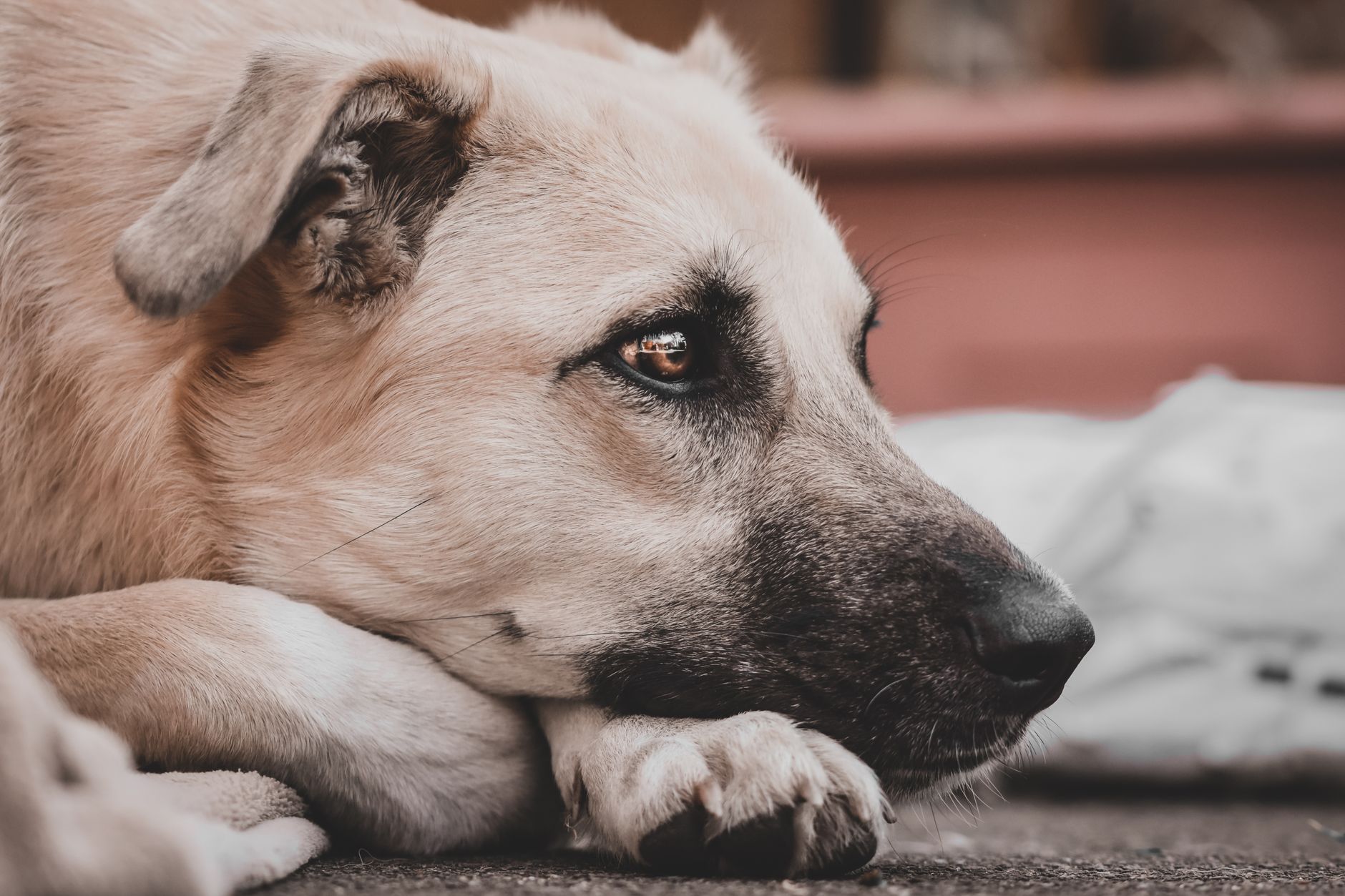 Veterinary care for a pet