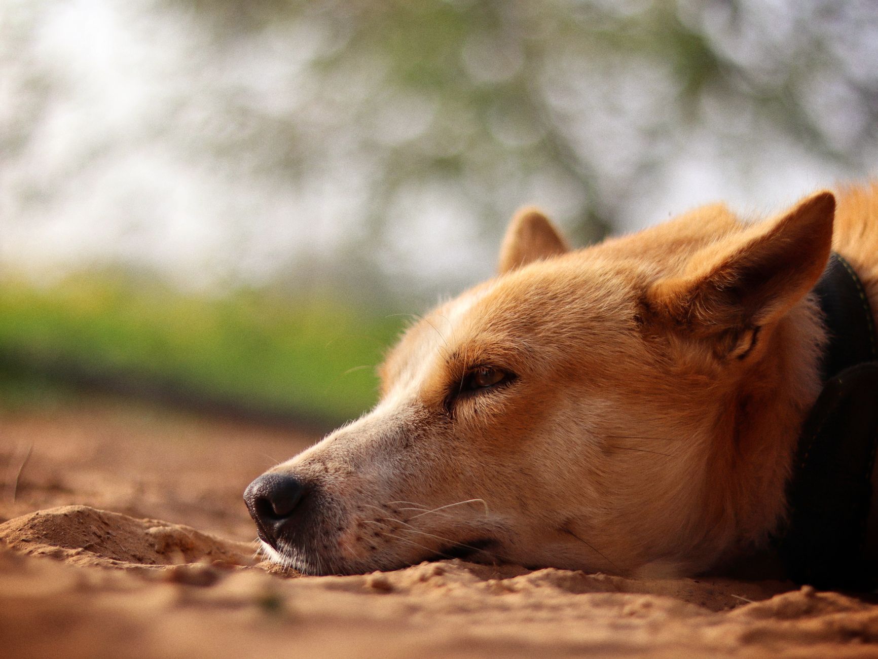 Portrait of a pet at a veterinary clinic