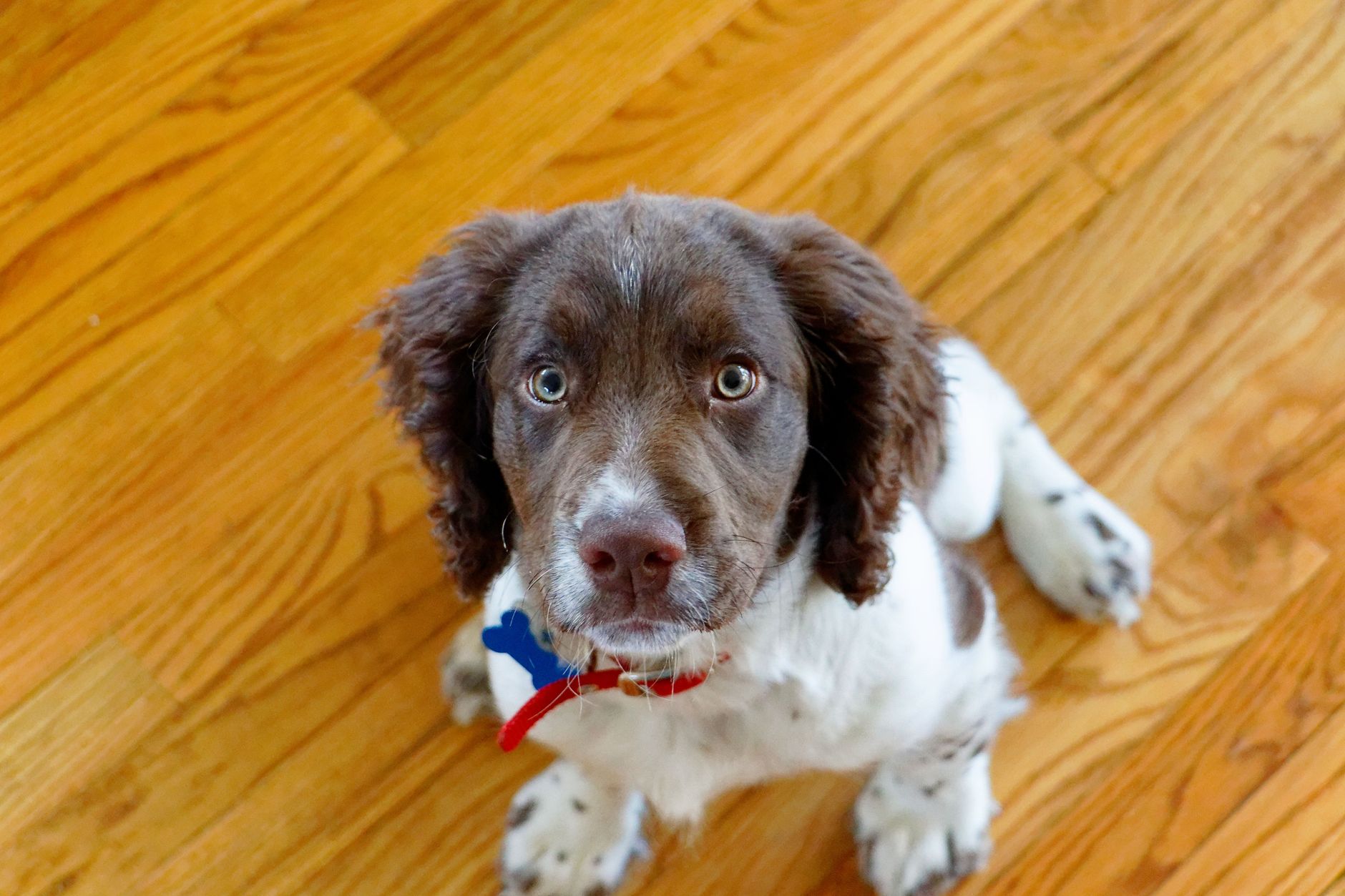 A pet undergoing diagnostic blood testing at a veterinary clinic