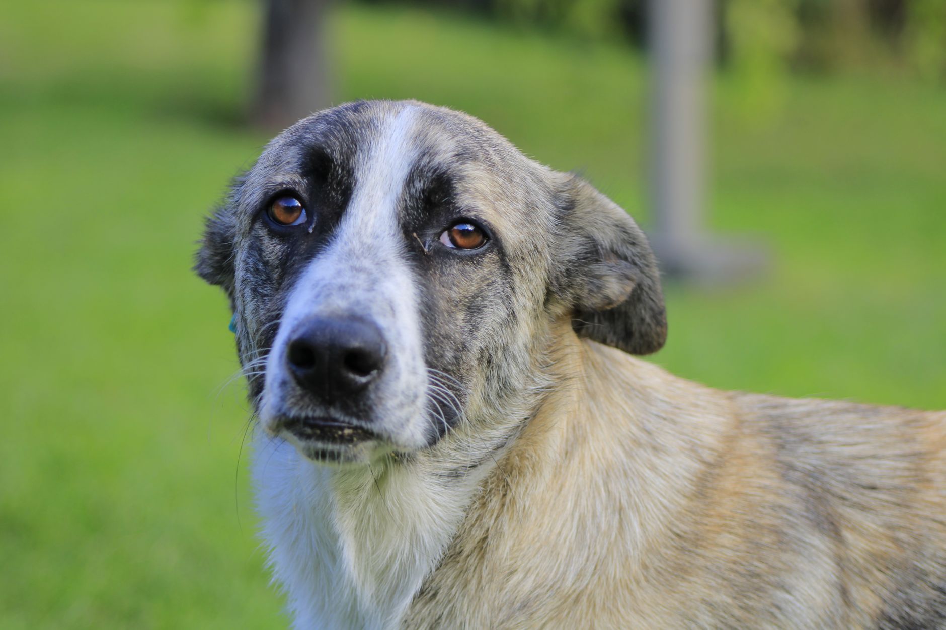 Healthcare and wellness consultation for a pet