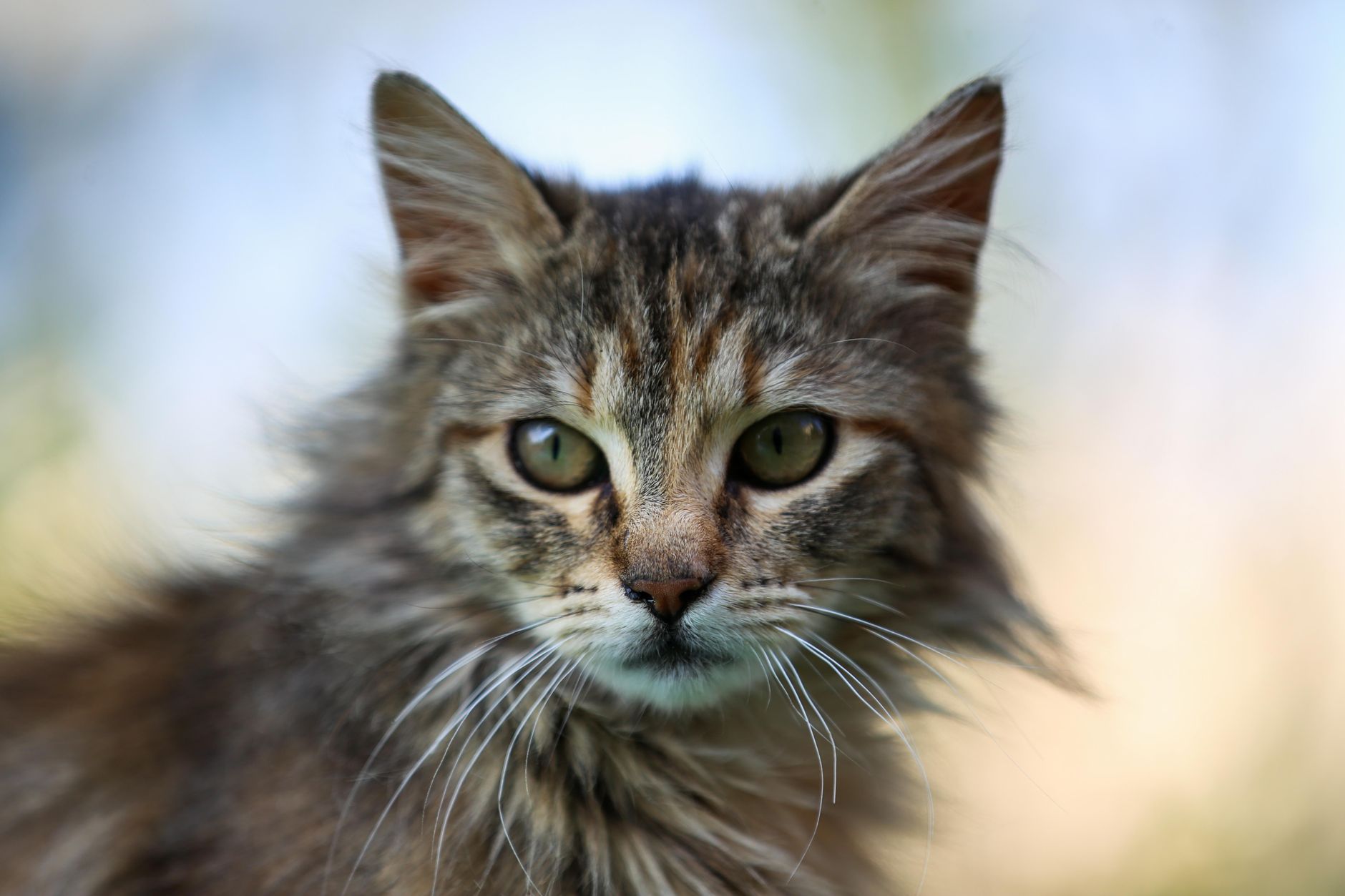 Veterinary care for a cat