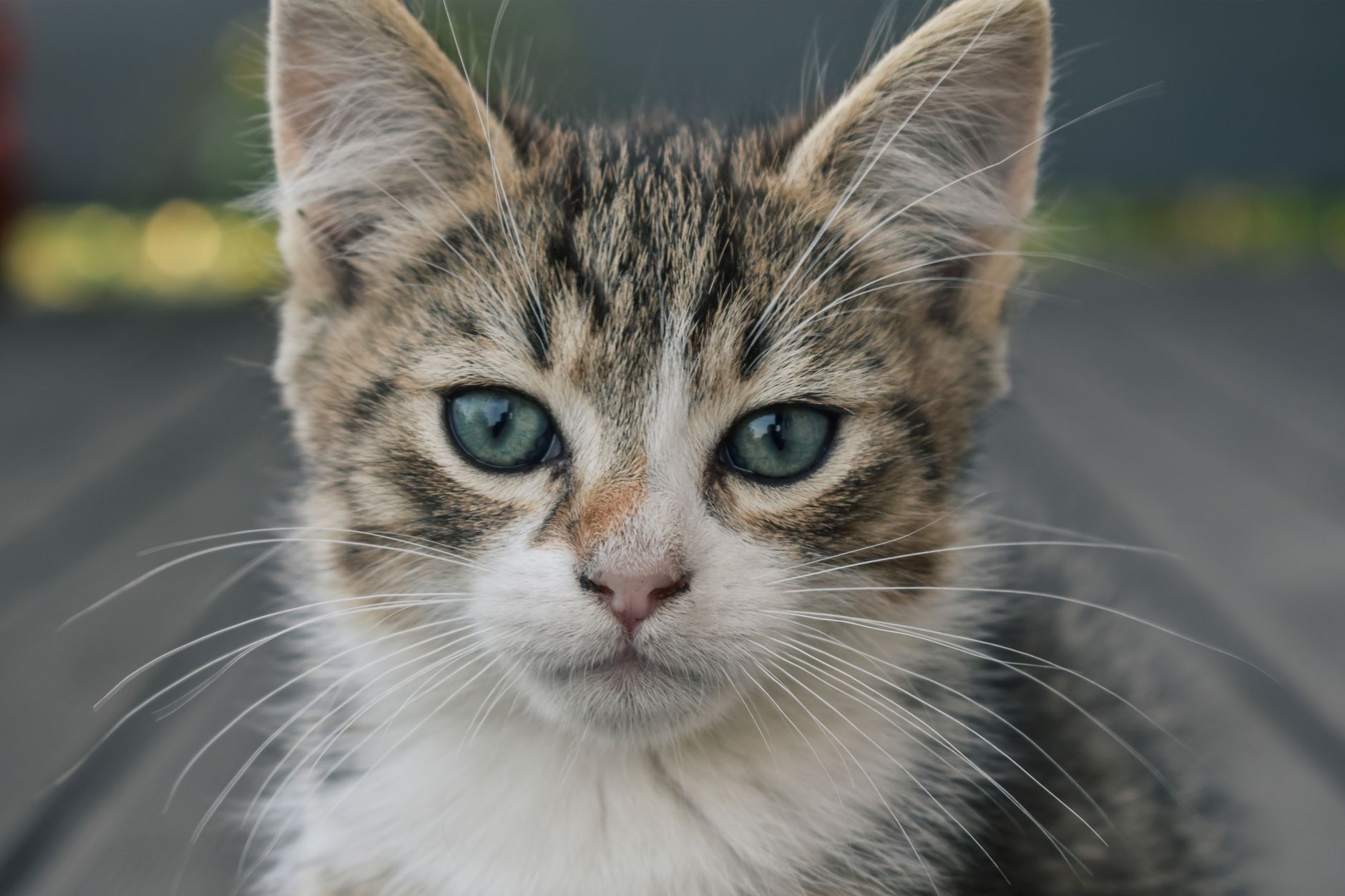 Portrait of a cat at a veterinary clinic