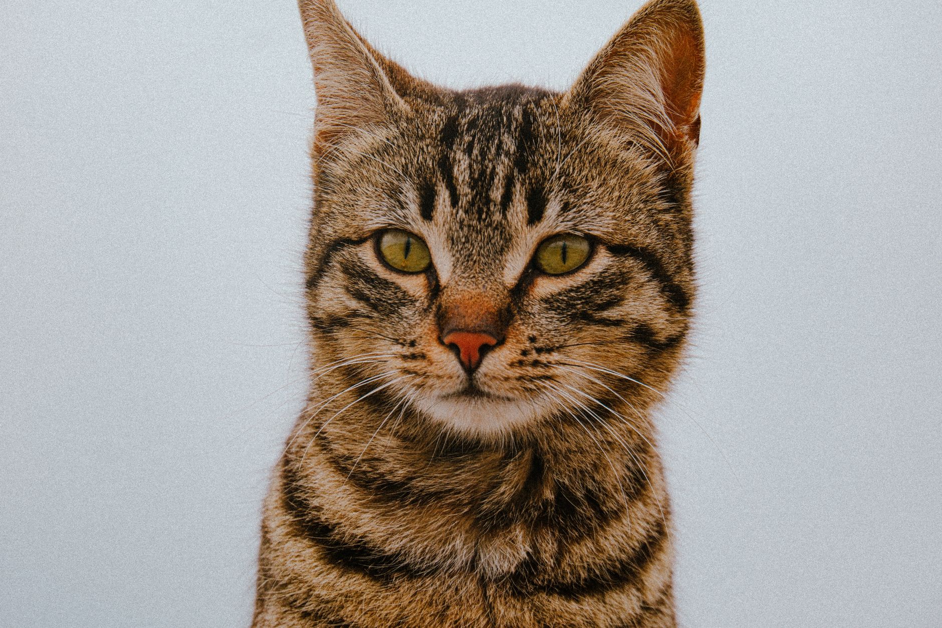 A cat undergoing diagnostic blood testing at a veterinary clinic