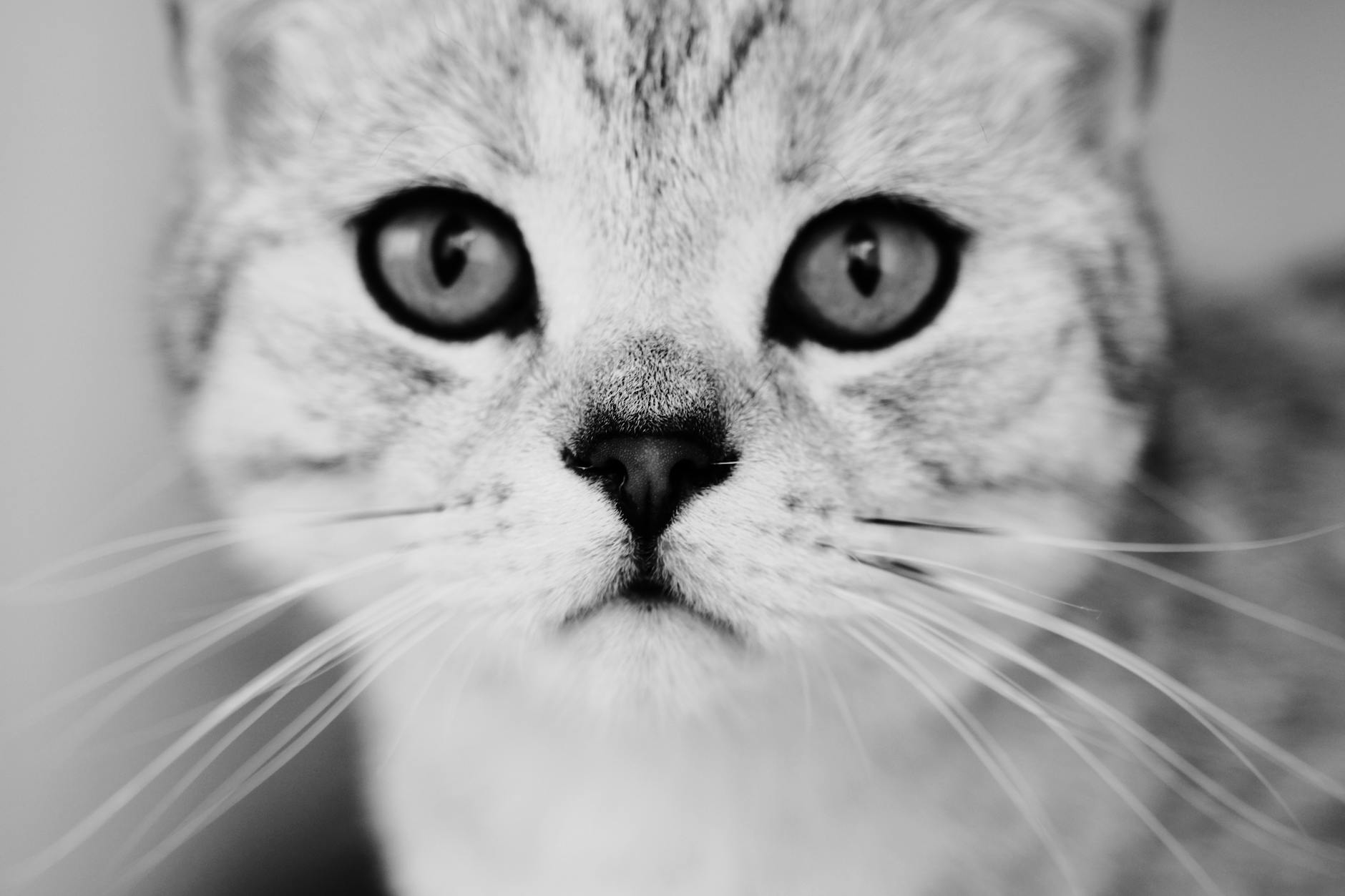 Healthcare and wellness consultation for a cat