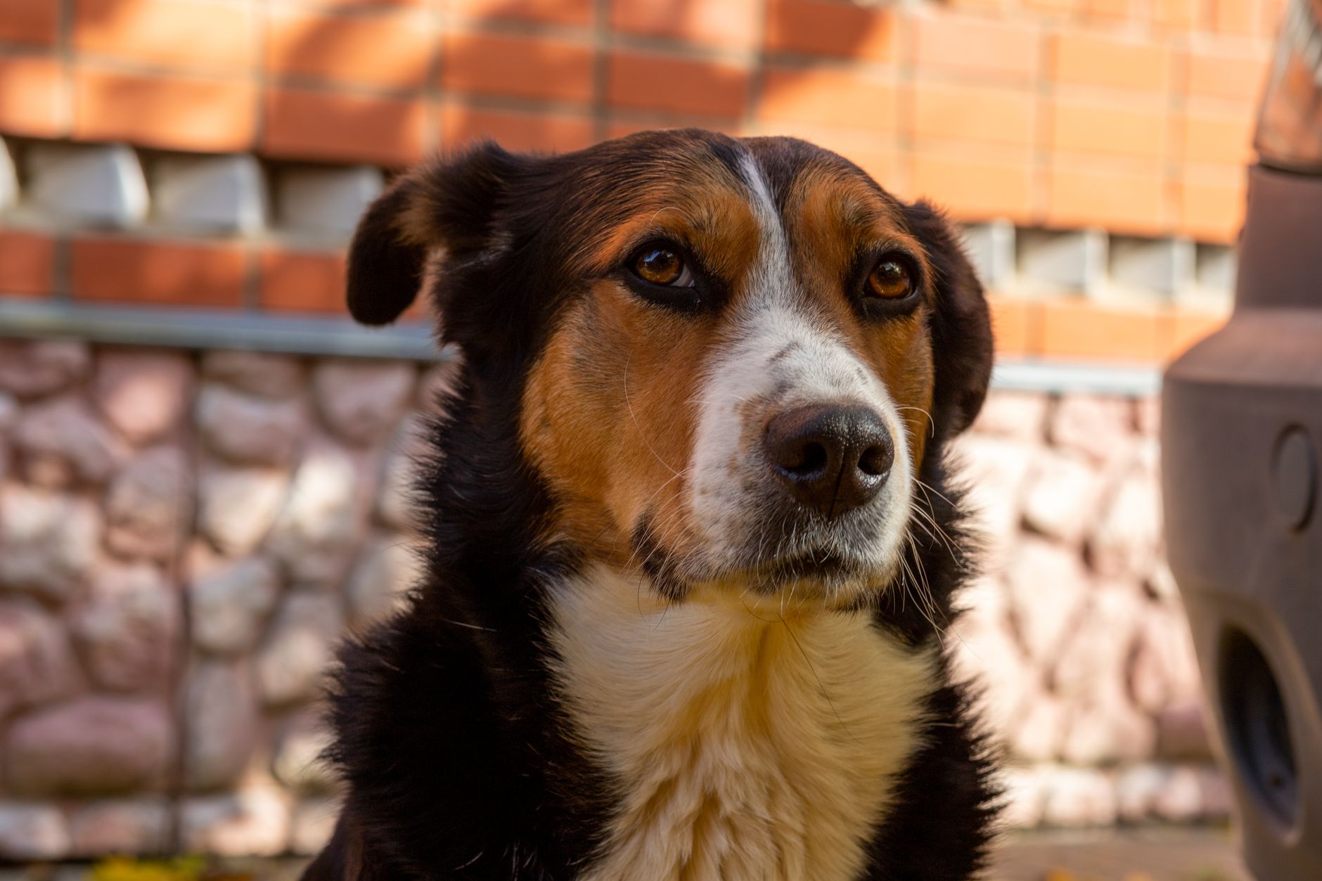 Veterinary care for a dog