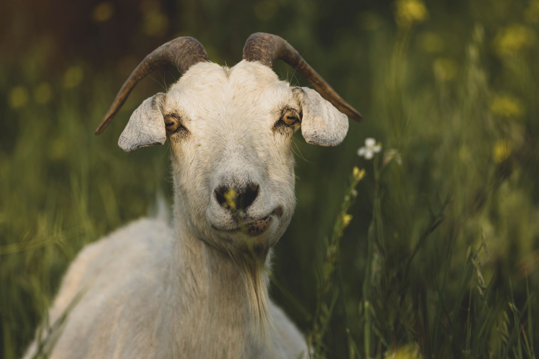 Veterinary care for a goat