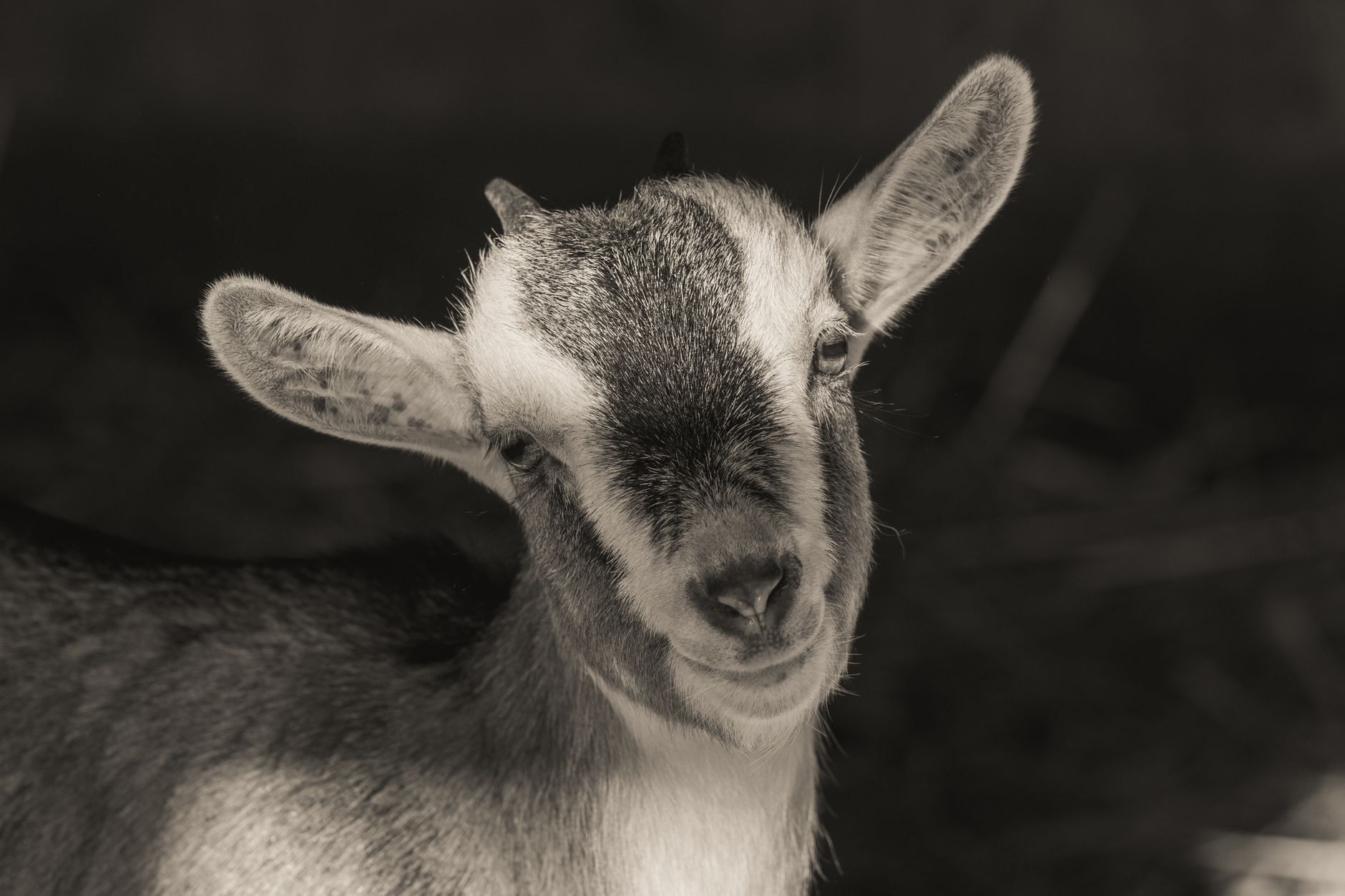 Veterinarian examining a goat during a checkup