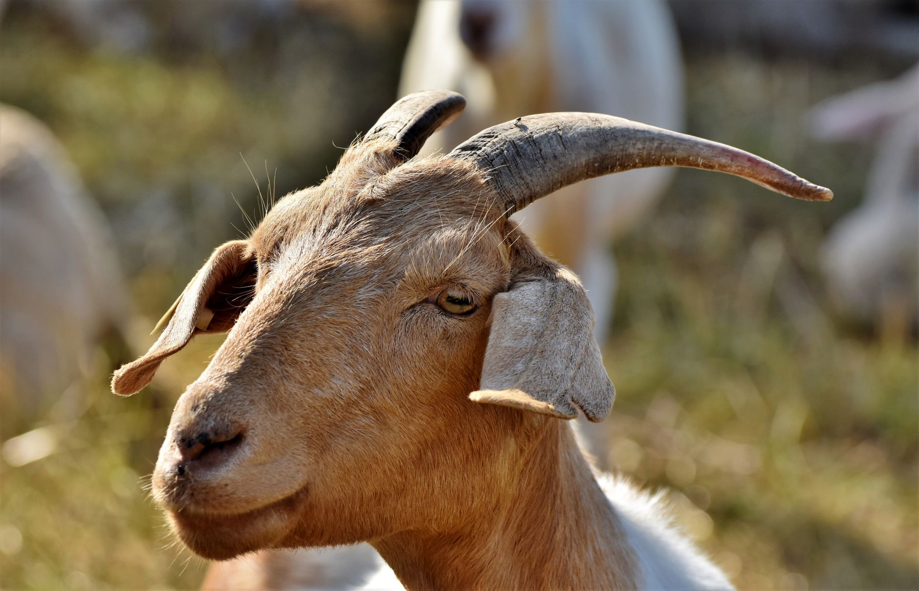 Portrait of a goat at a veterinary clinic