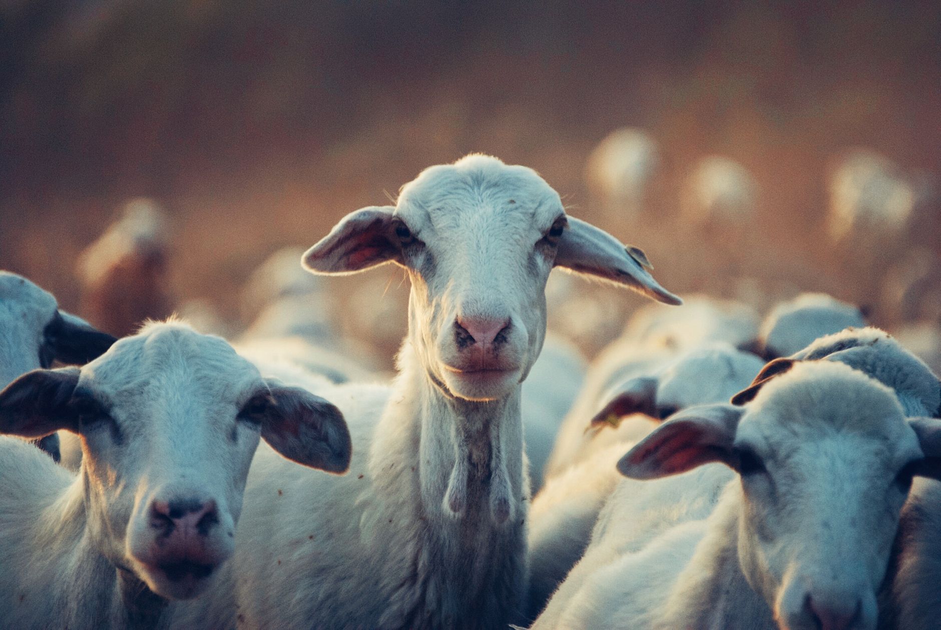 A goat undergoing diagnostic blood testing at a veterinary clinic