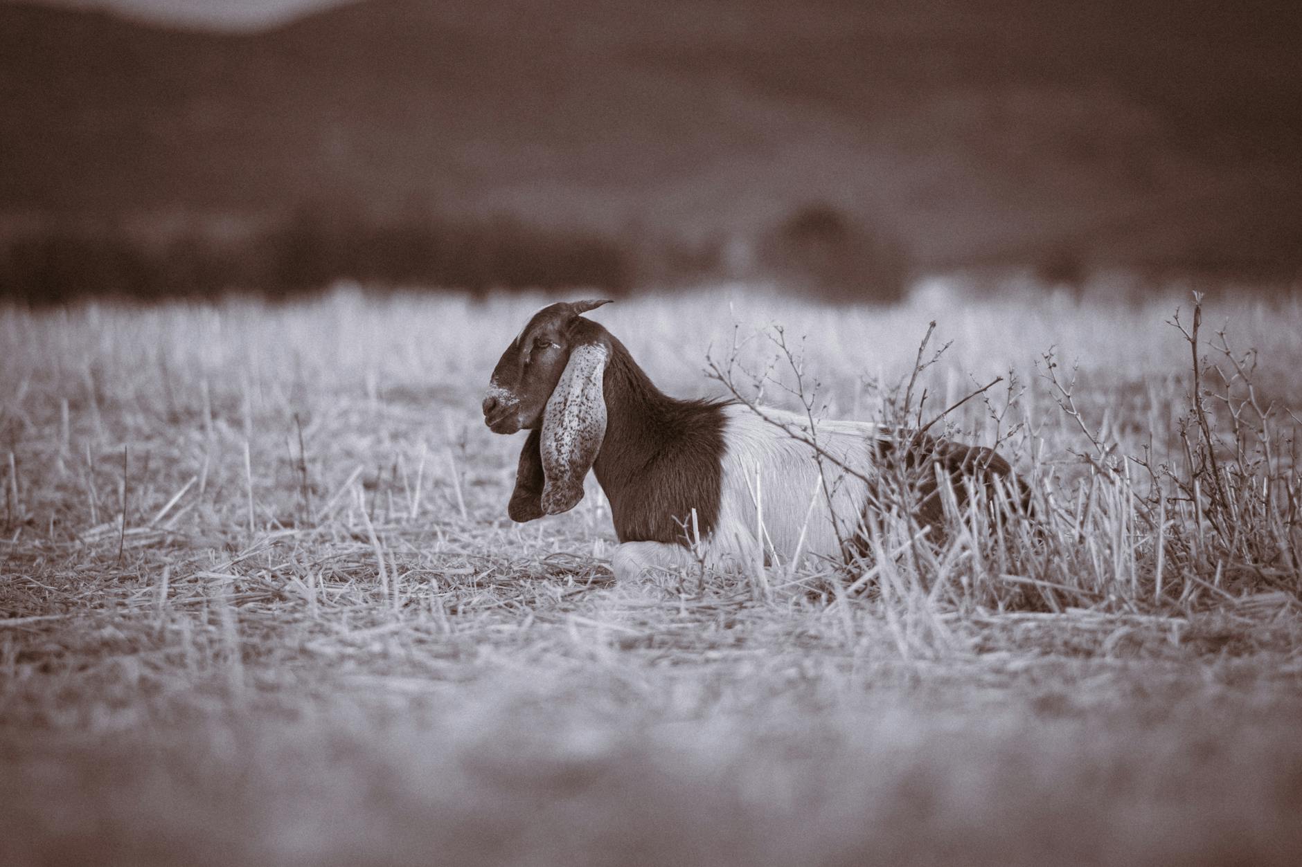Healthcare and wellness consultation for a goat