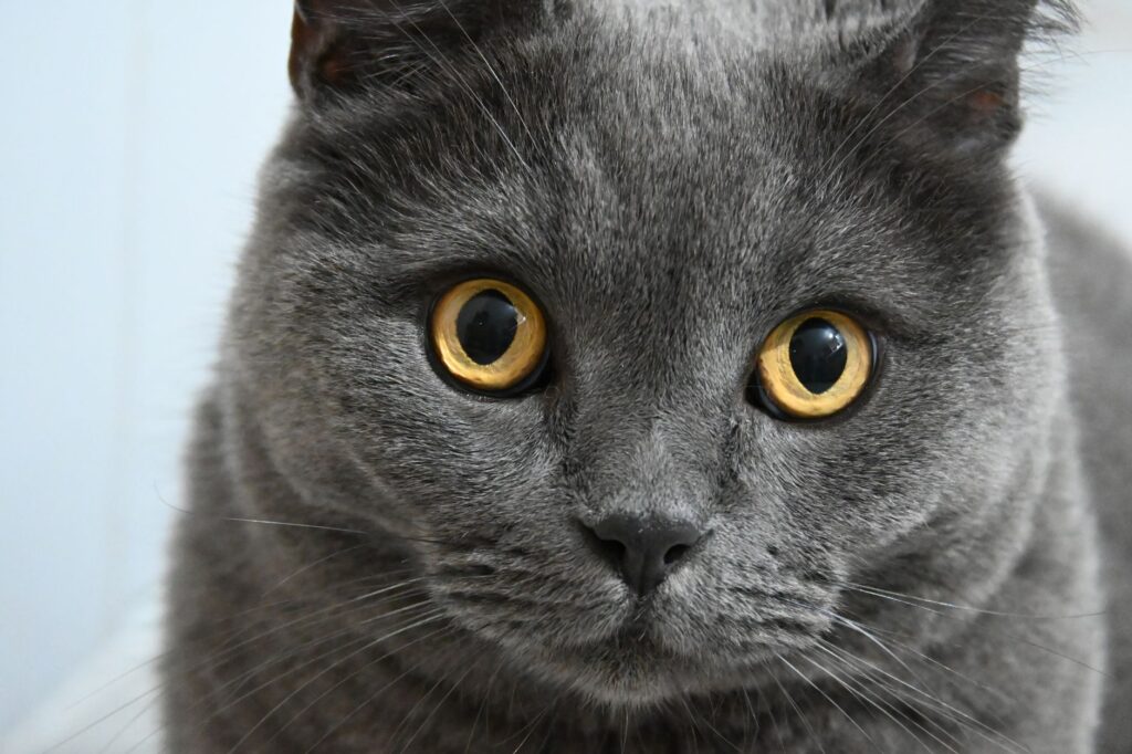 cat veterinary