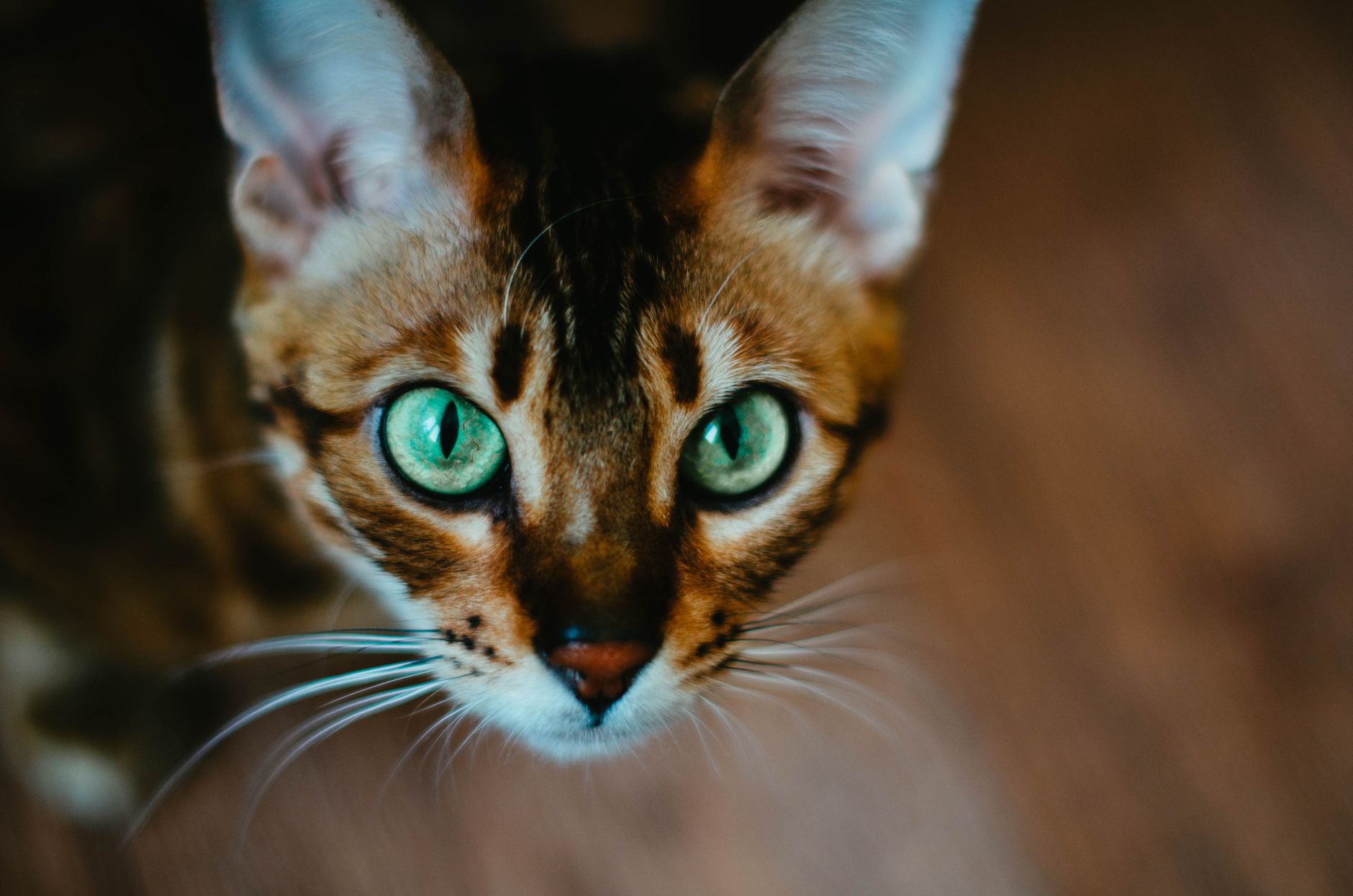 Veterinarian examining a cat during a checkup