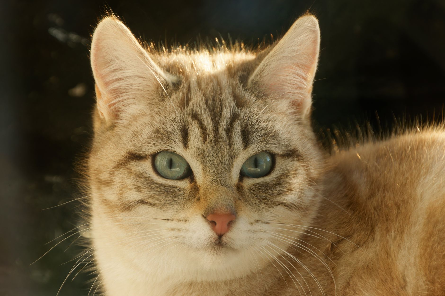 Portrait of a cat at a veterinary clinic