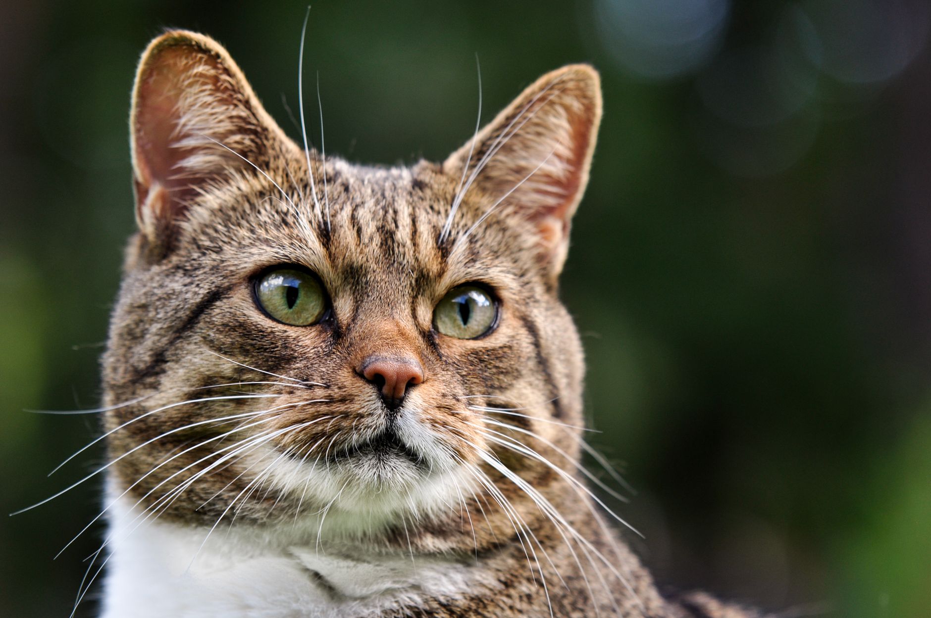 A cat undergoing diagnostic blood testing at a veterinary clinic