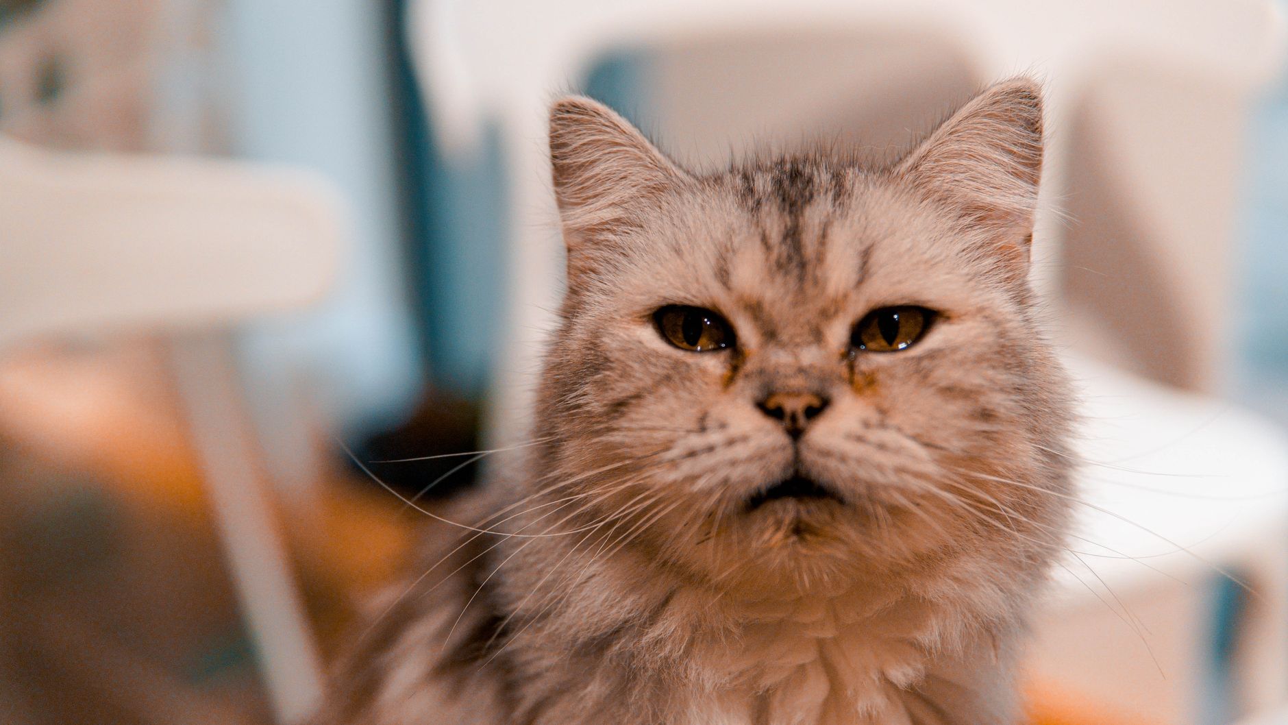 Healthcare and wellness consultation for a cat