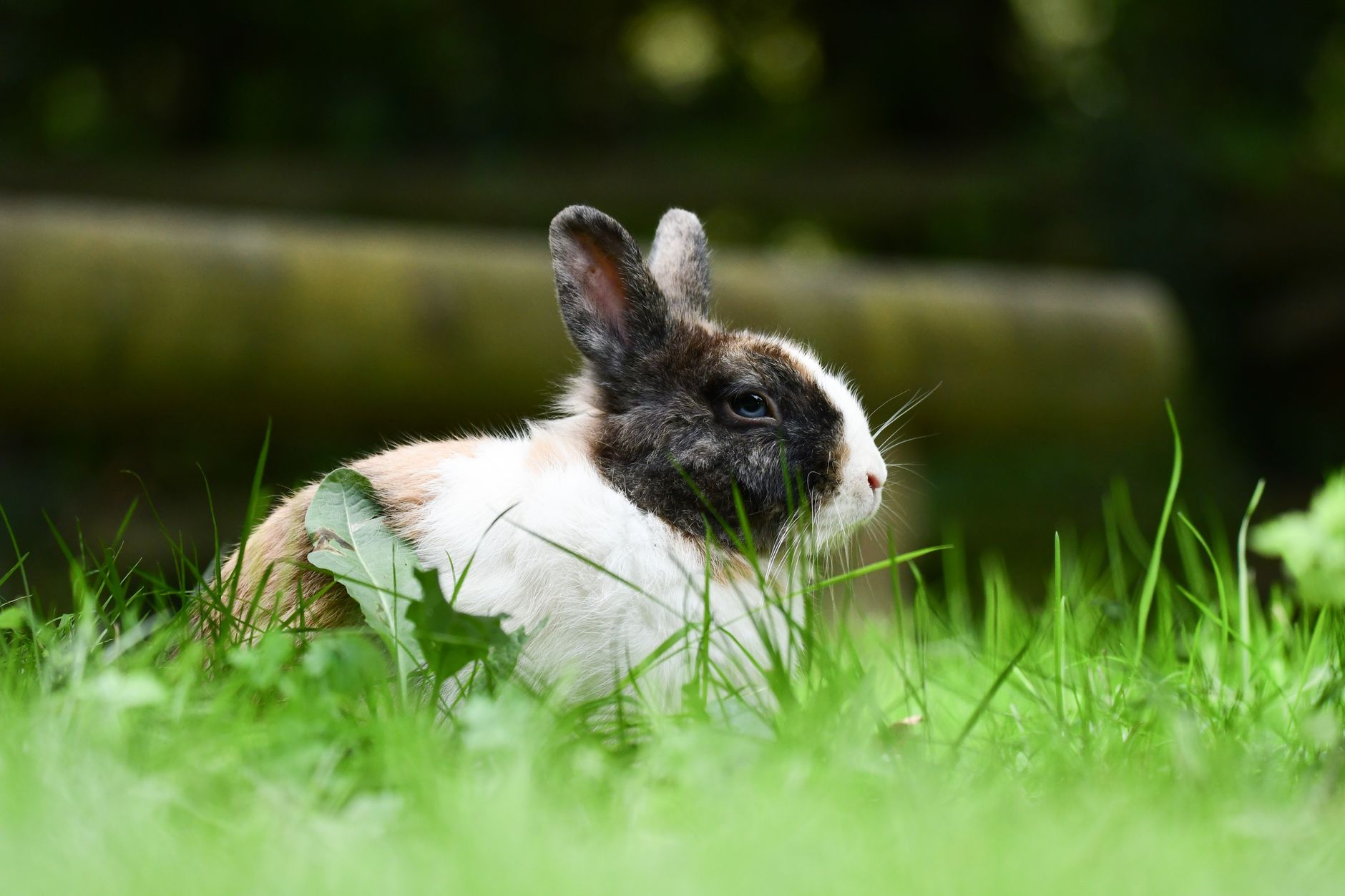 Veterinary care for a rabbit