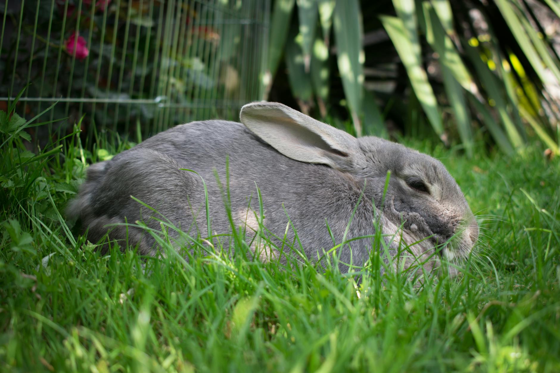 Veterinarian examining a rabbit during a checkup