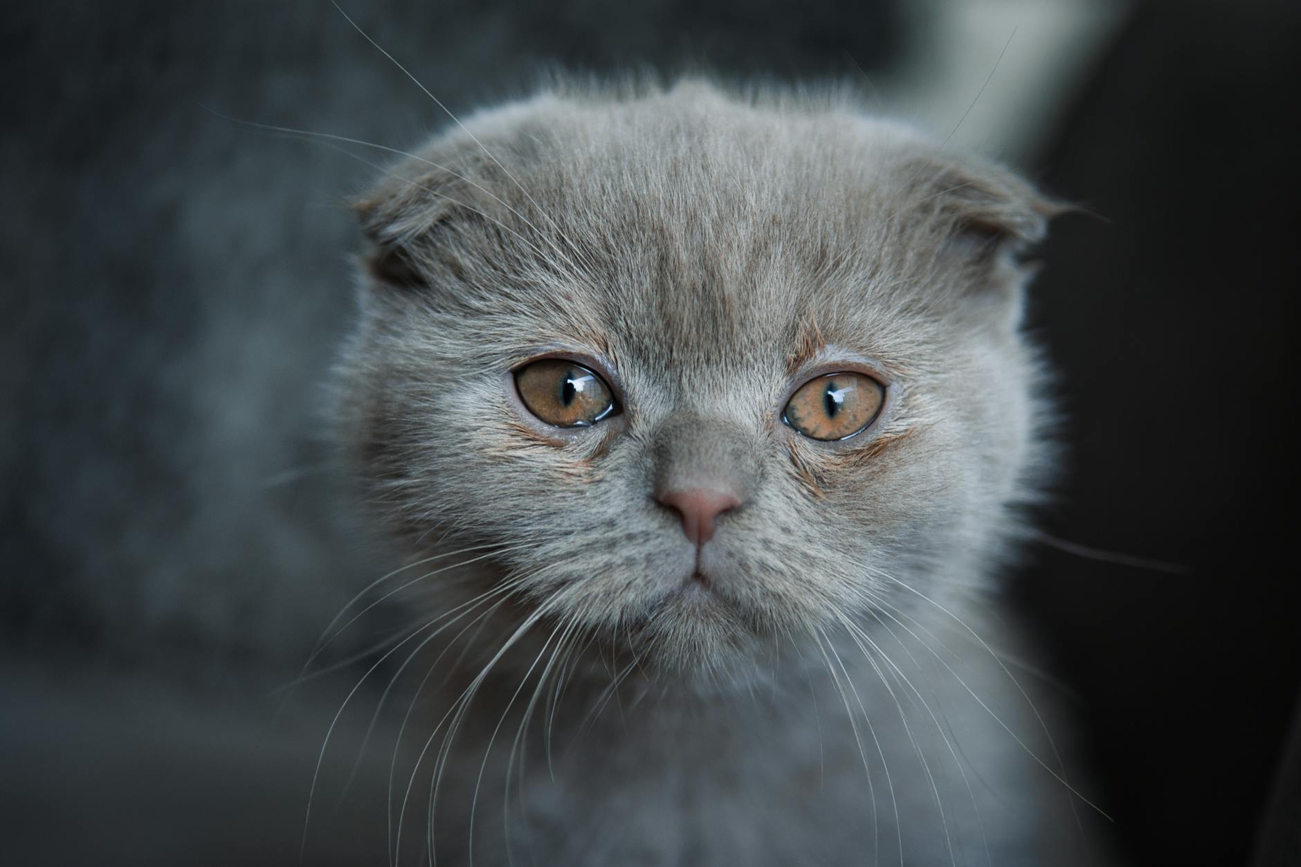 Veterinary care for a cat