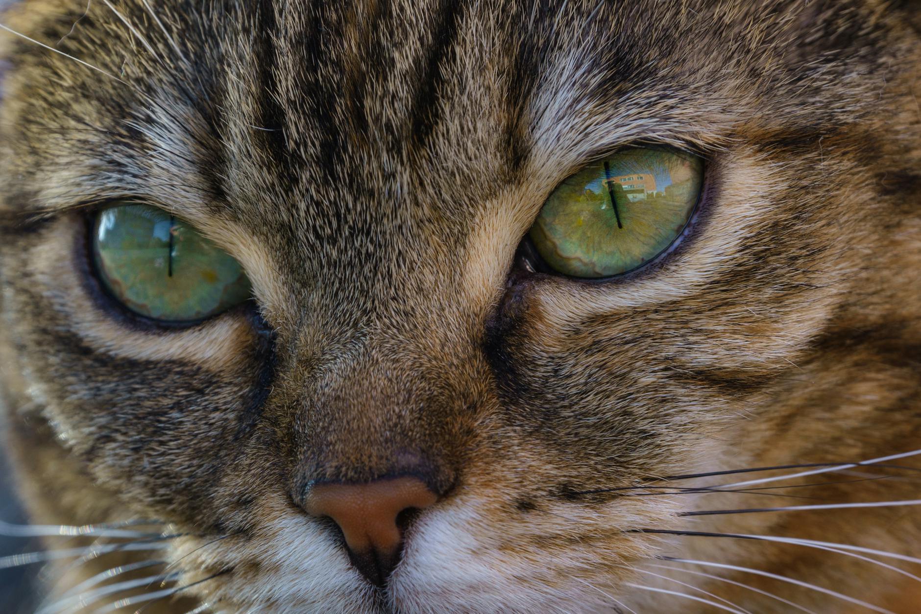 Portrait of a cat at a veterinary clinic