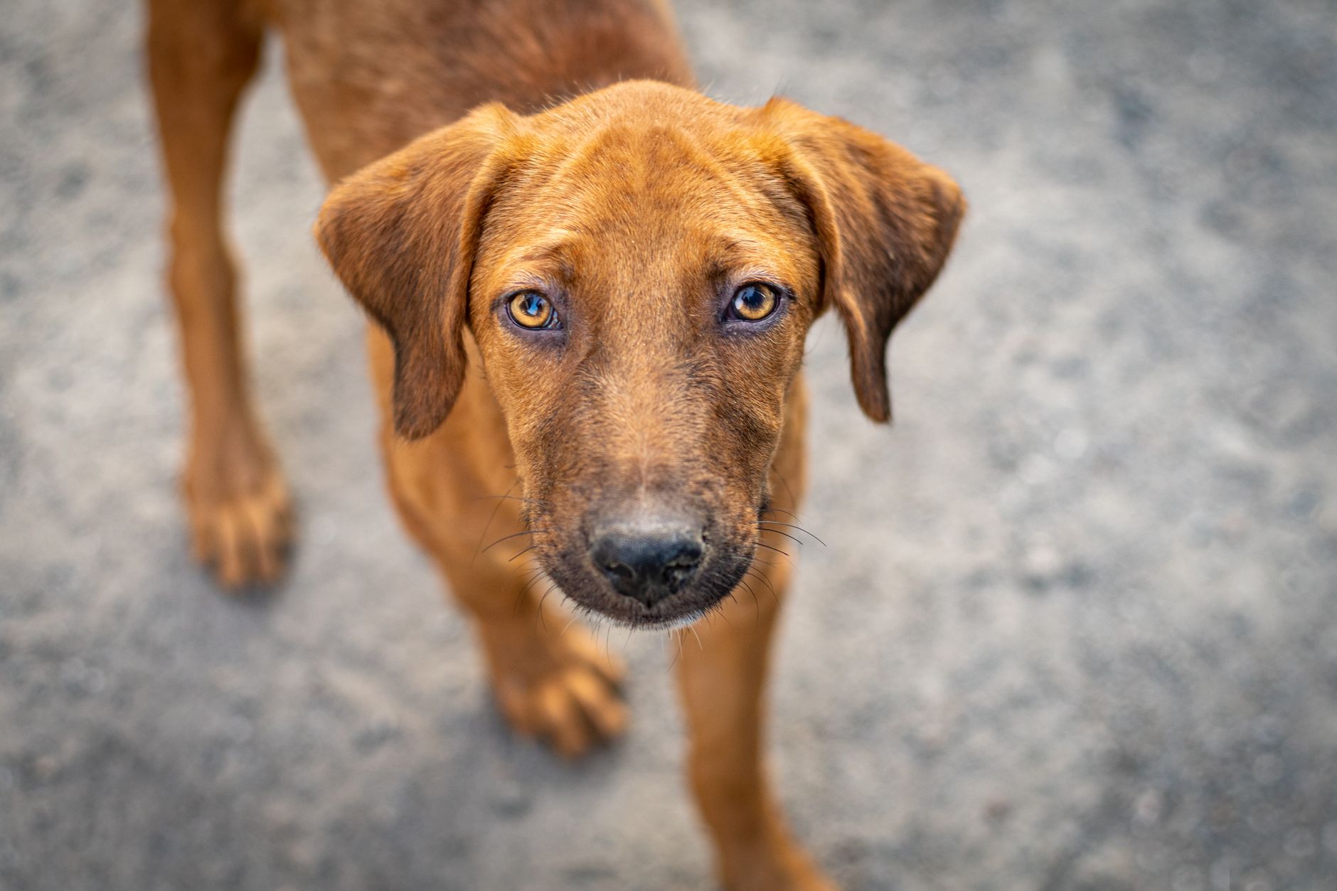 Veterinary care for a pet