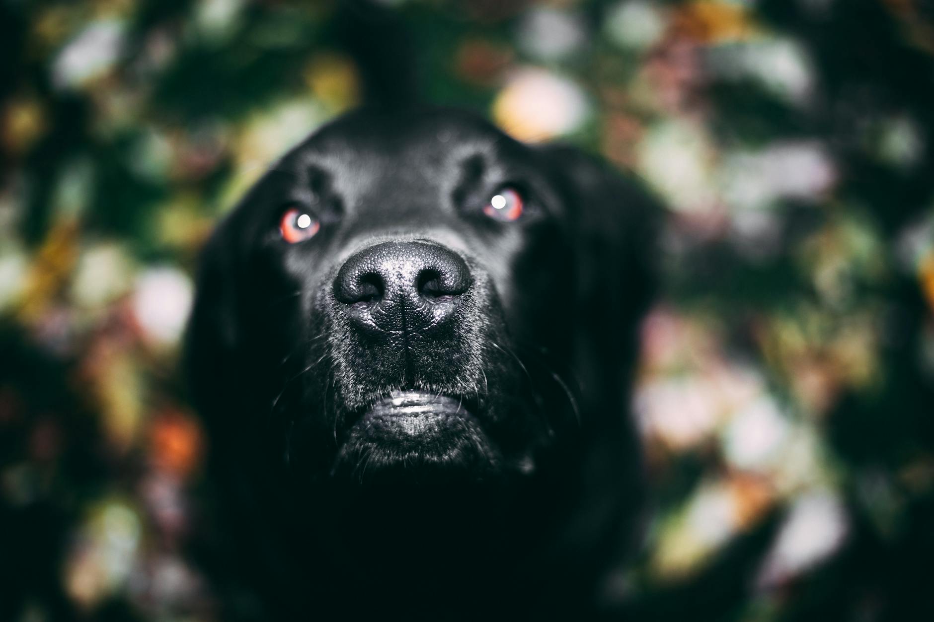 Portrait of a pet at a veterinary clinic