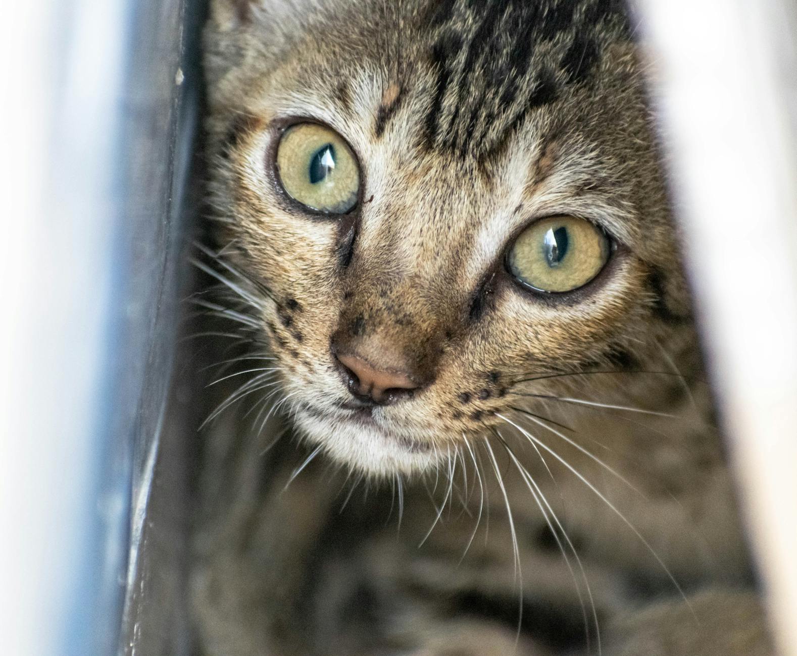 Veterinary care for a cat