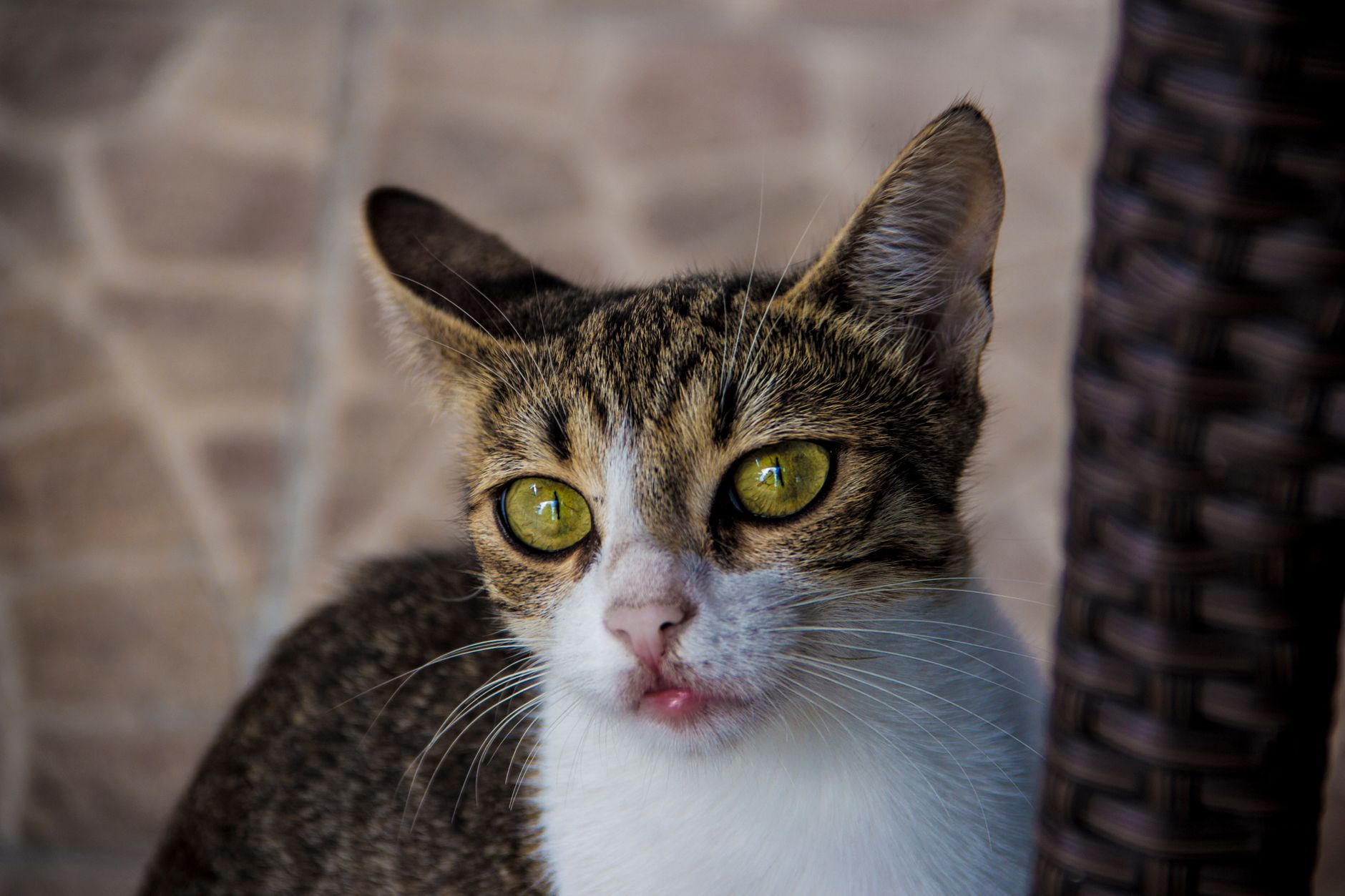 Veterinarian examining a cat during a checkup