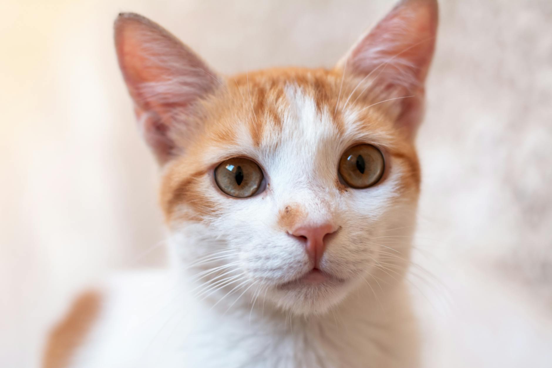 Portrait of a cat at a veterinary clinic