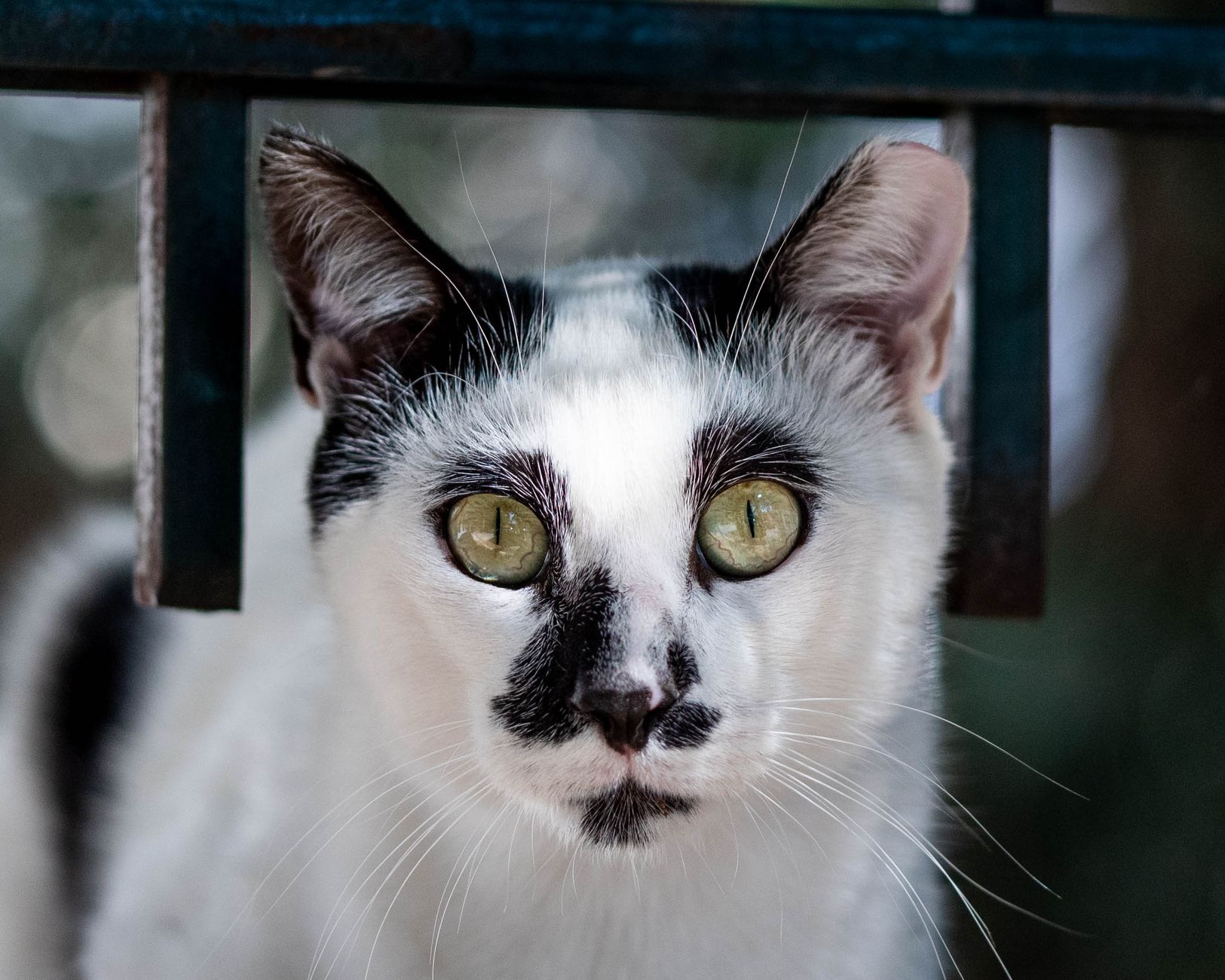 Veterinary care for a cat