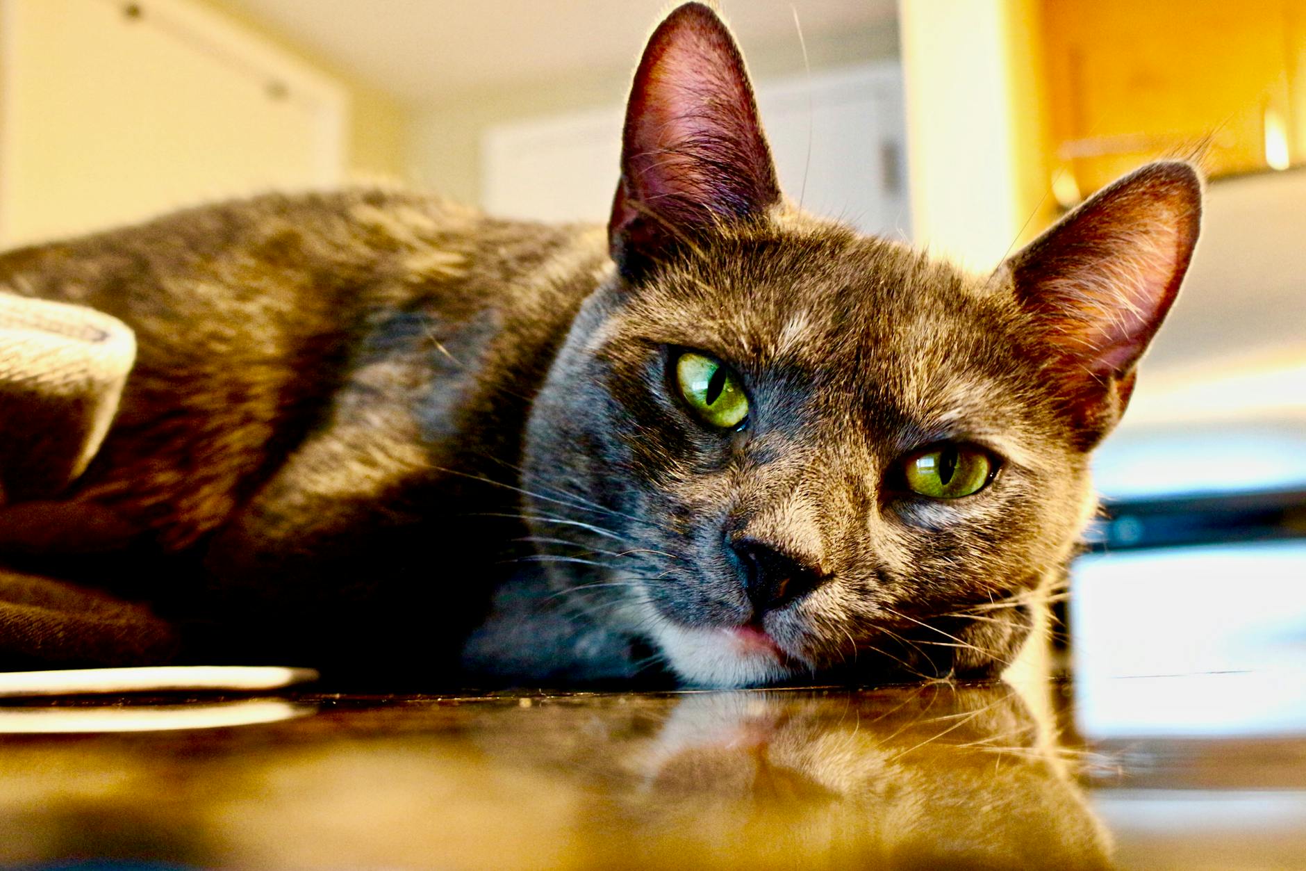 Veterinarian examining a cat during a checkup