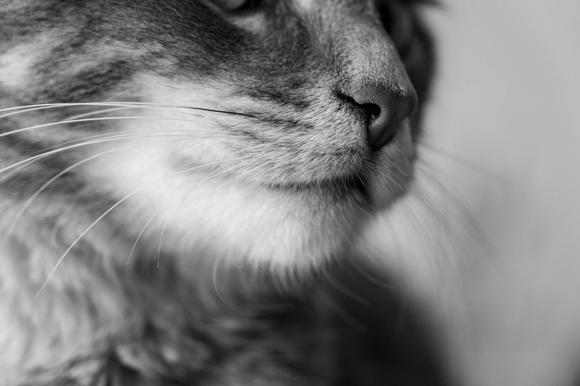 Portrait of a cat at a veterinary clinic