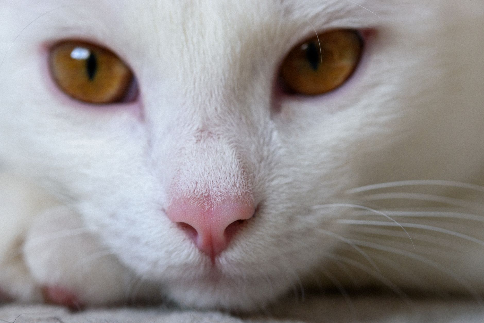 Veterinary care for a cat