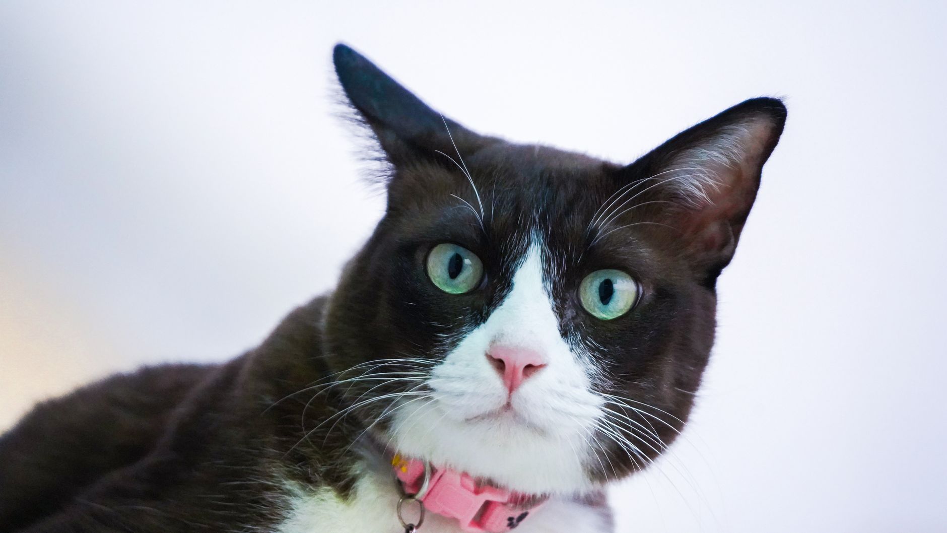 Veterinarian examining a cat during a checkup