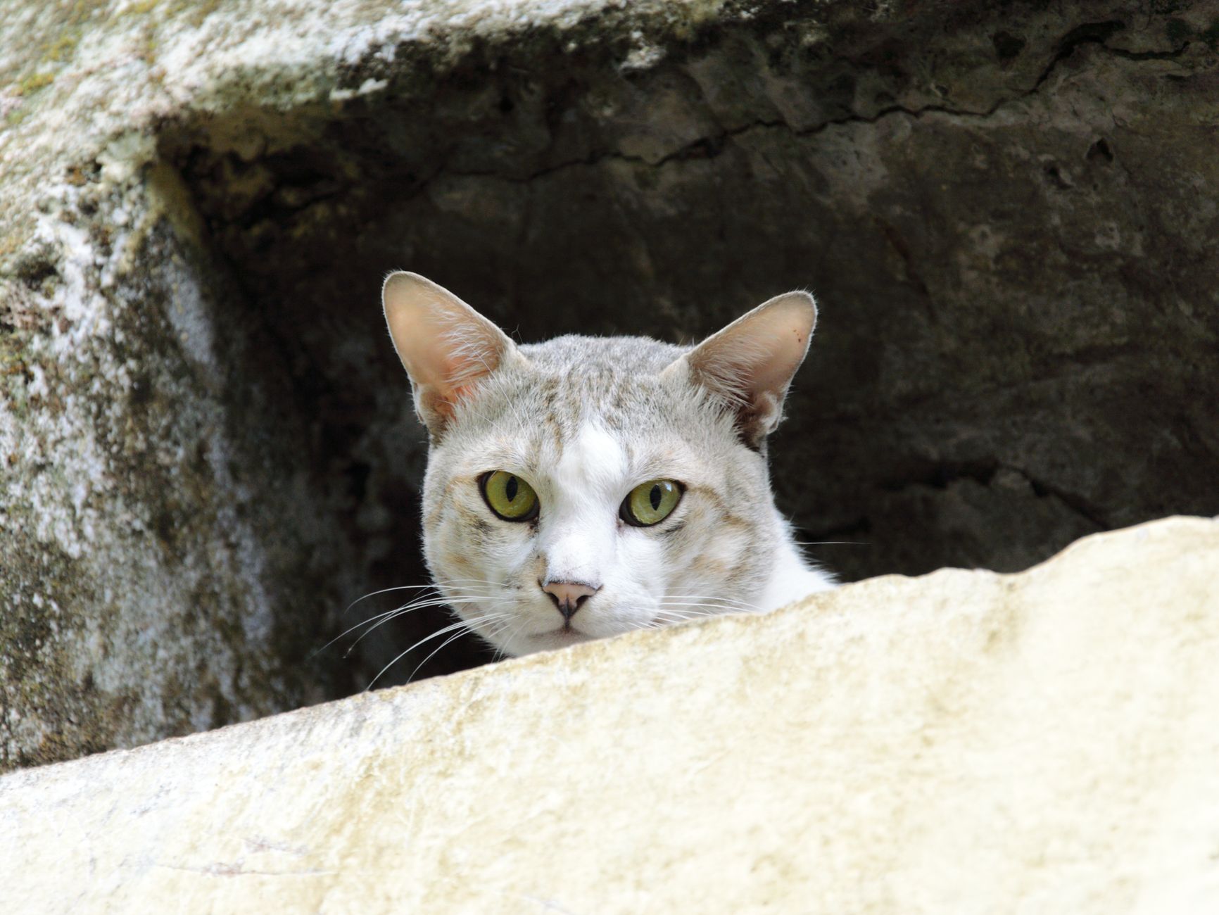Portrait of a cat at a veterinary clinic