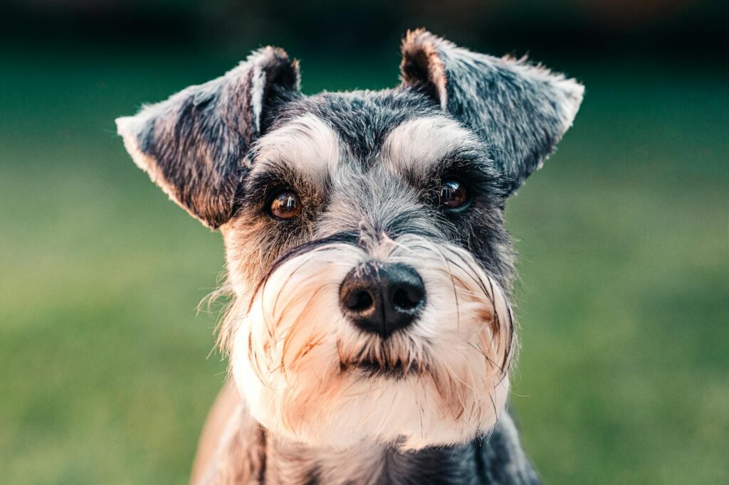 dog veterinary